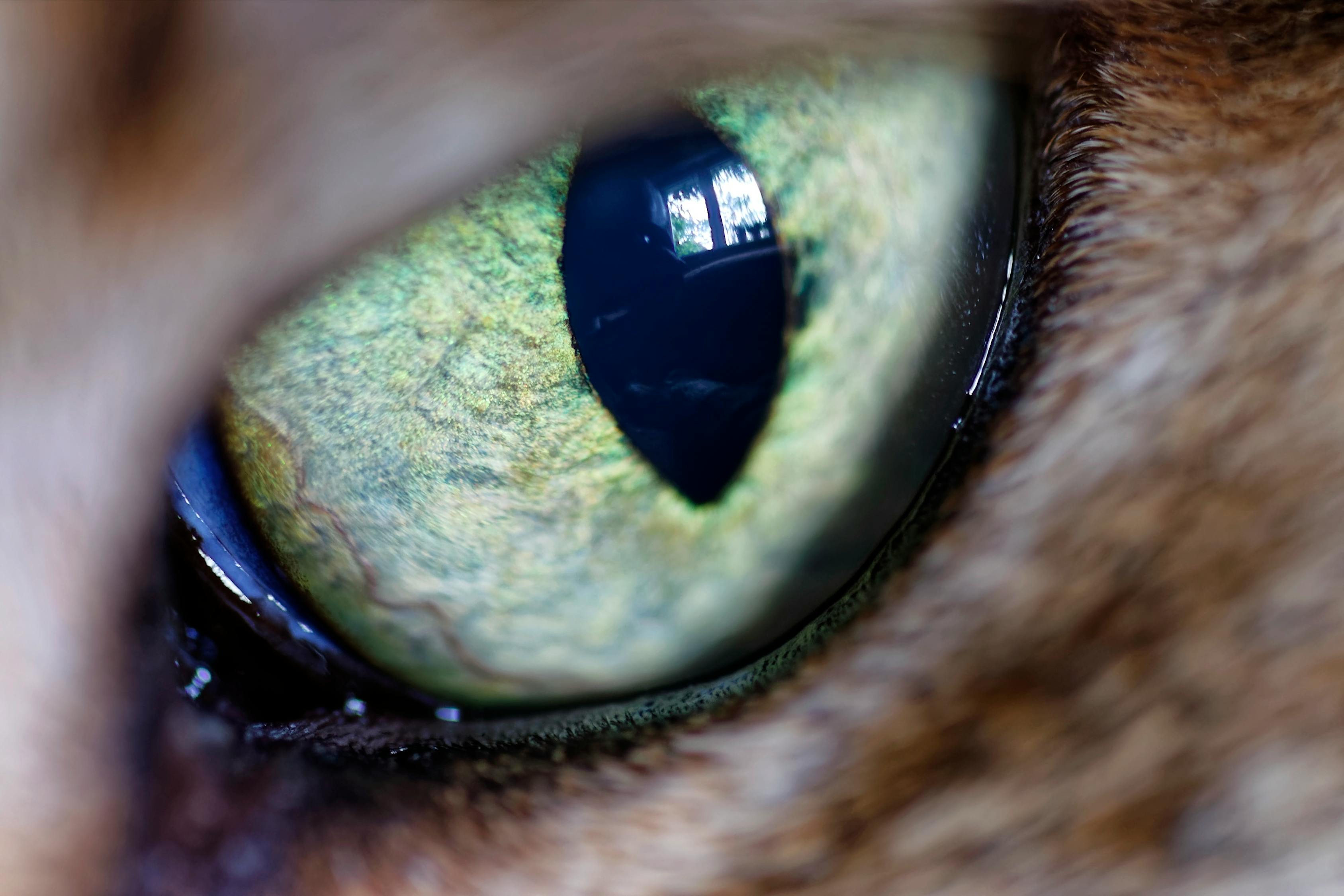 车身猫眼，设计之美与安全功能的完美结合展现车身设计魅力与实用安全功能结合之美